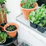 Como Plantar Especiarias em Vaso com Pouco Espaço