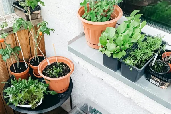 Como Plantar Especiarias em Vaso com Pouco Espaço