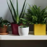 Plantas para dentro de casa: descubra quais são ideais para cada cômodo