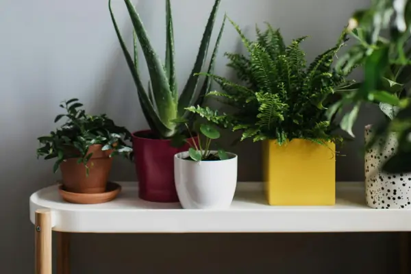 Plantas para dentro de casa: descubra quais são ideais para cada cômodo